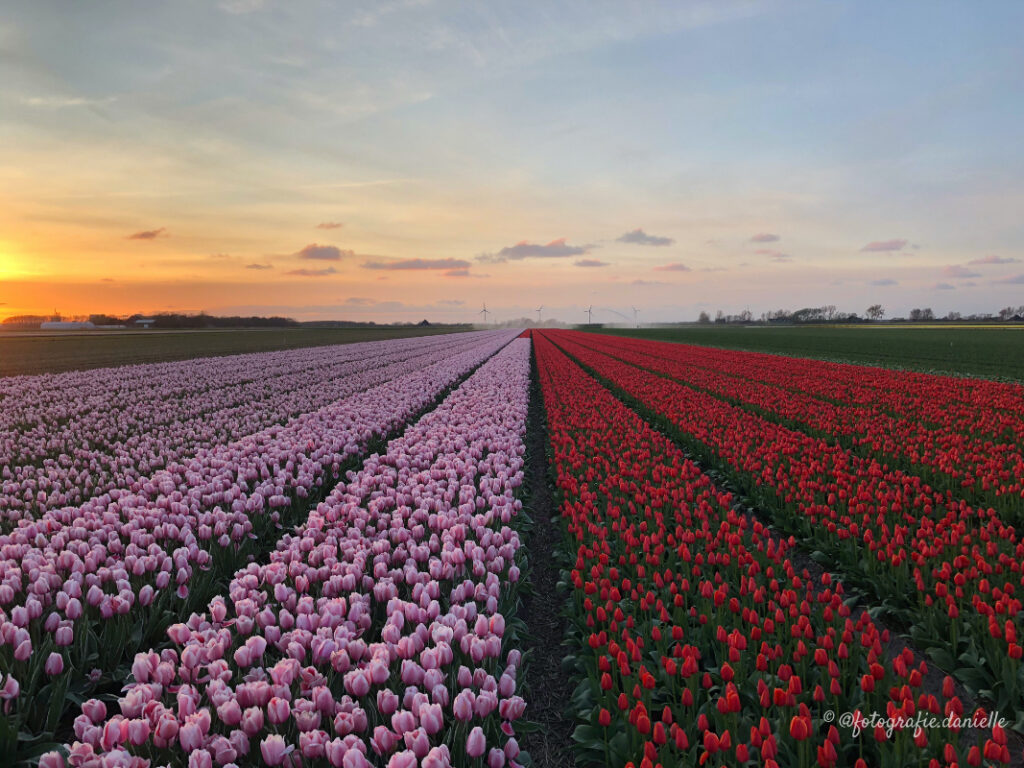 ©fotografie Daniëlle van der Ploeg tulips tulpen liggend 1