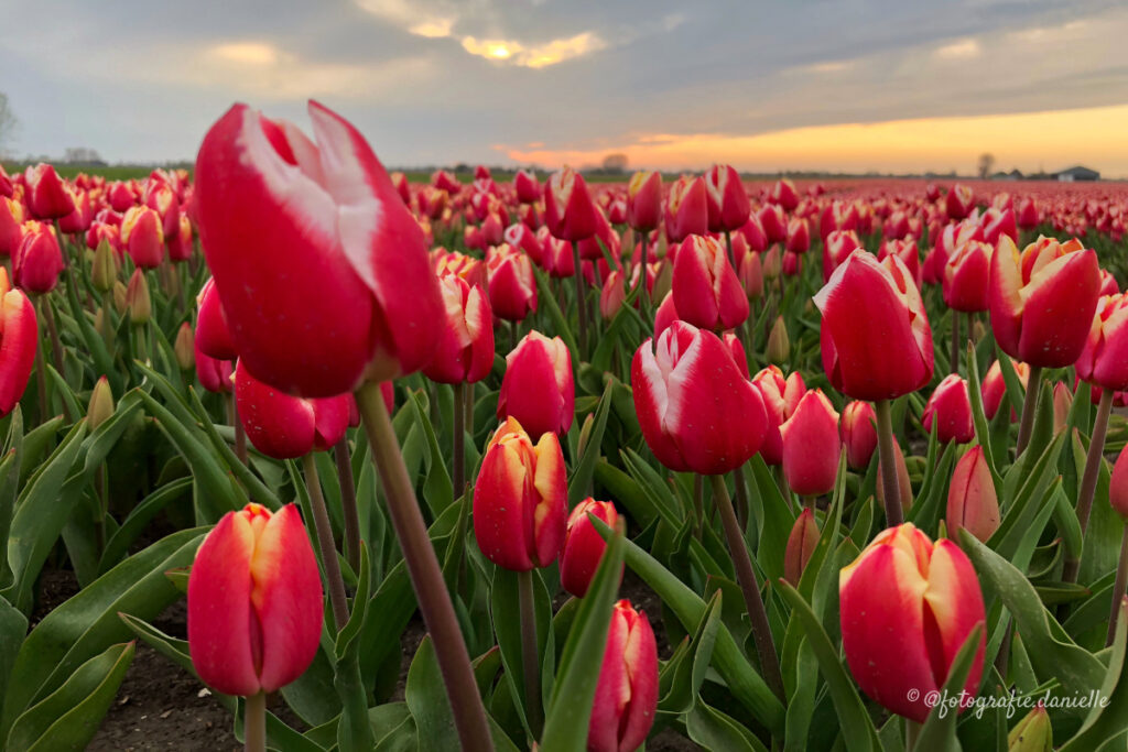 ©fotografie Daniëlle van der Ploeg tulips tulpen liggend 10
