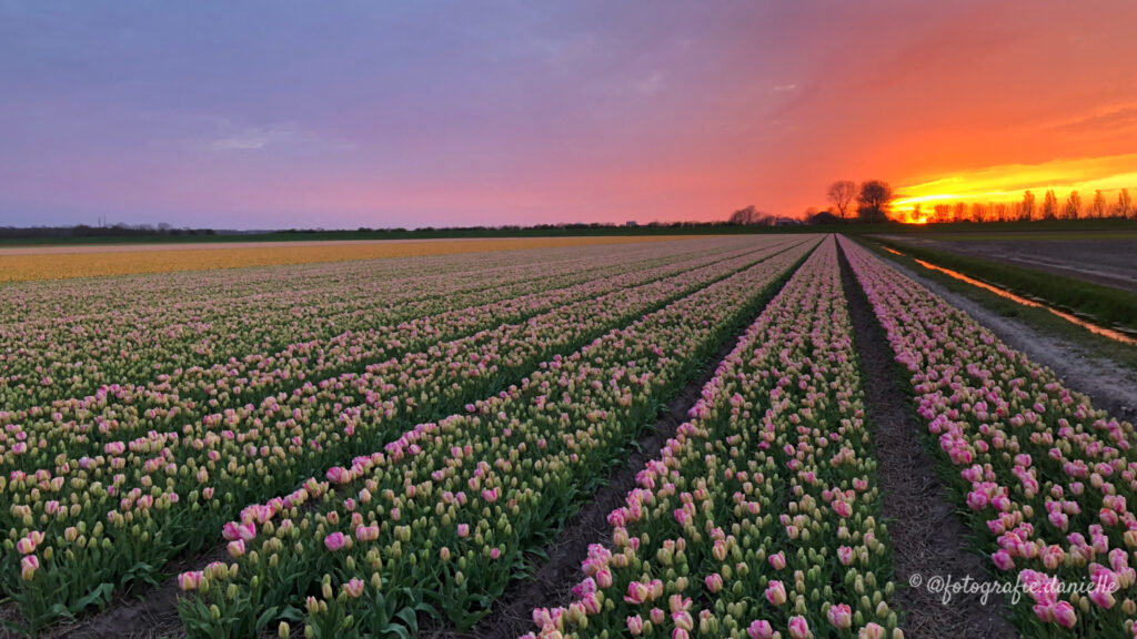 ©fotografie Daniëlle van der Ploeg tulips tulpen liggend 11