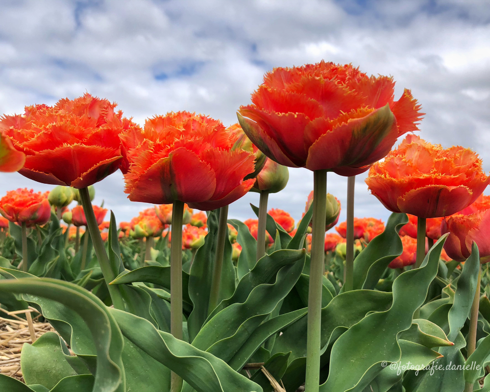©fotografie Daniëlle van der Ploeg tulips tulpen liggend 14