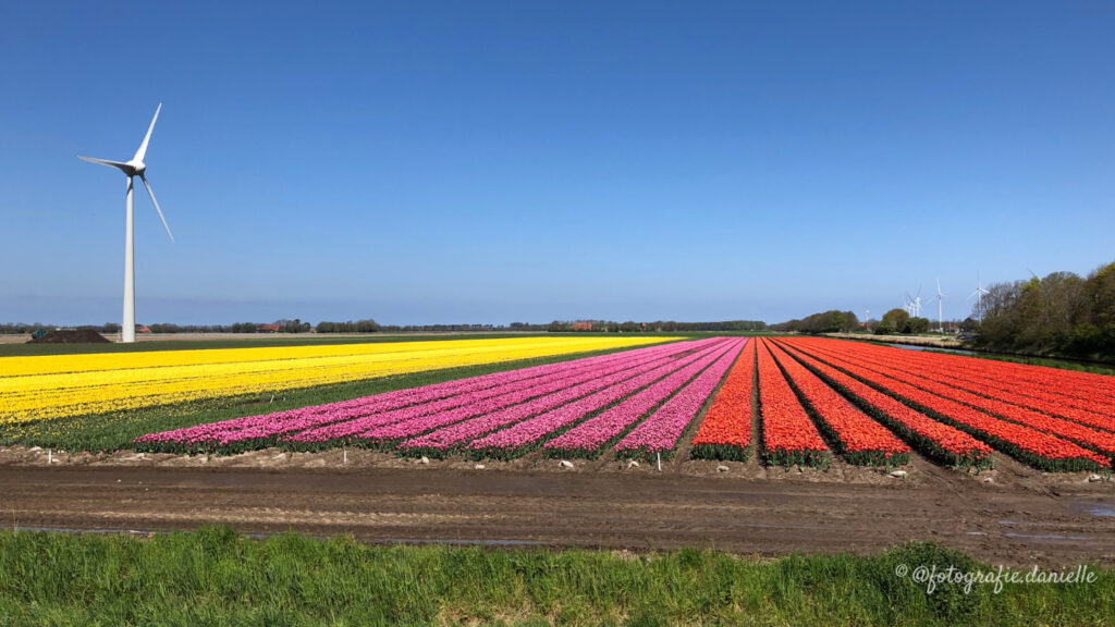 ©fotografie Daniëlle van der Ploeg tulips tulpen liggend 15