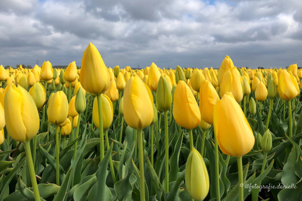 ©fotografie Daniëlle van der Ploeg tulips tulpen liggend 16