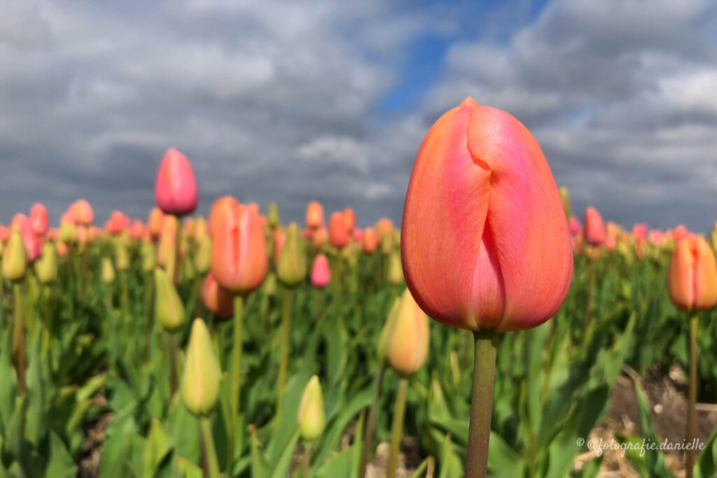 ©fotografie Daniëlle van der Ploeg tulips tulpen liggend 17