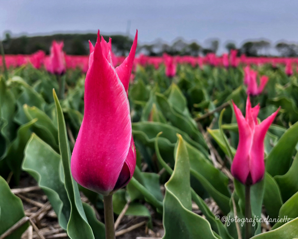 ©fotografie Daniëlle van der Ploeg tulips tulpen liggend 18