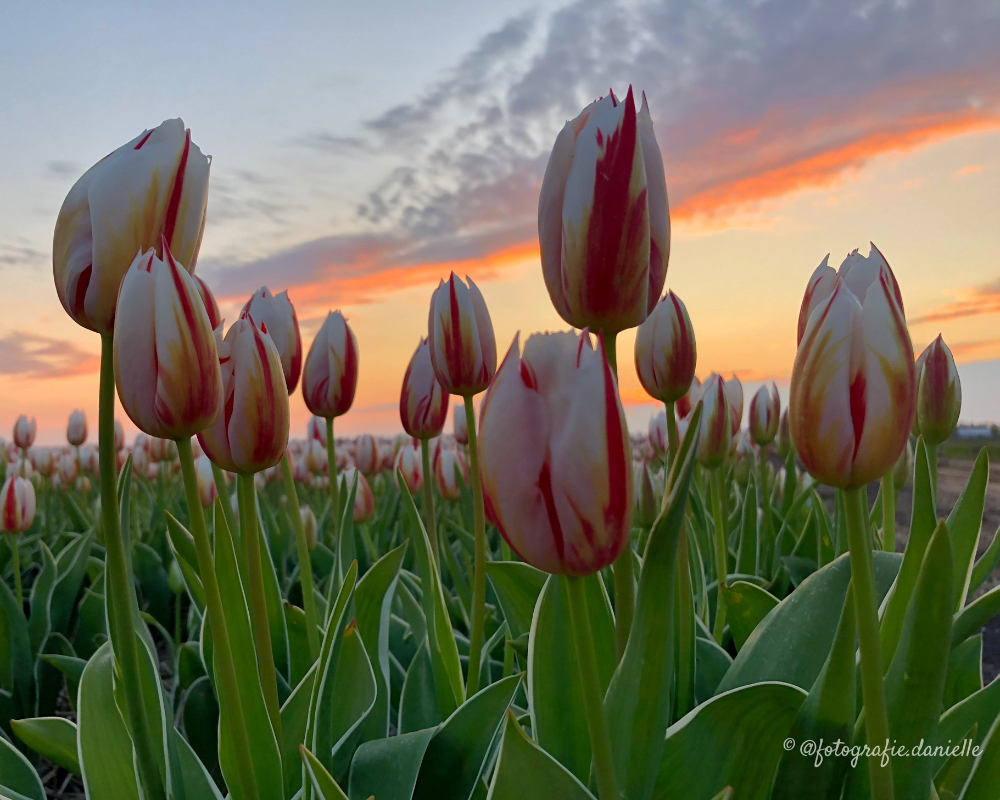 ©fotografie Daniëlle van der Ploeg tulips tulpen liggend 19