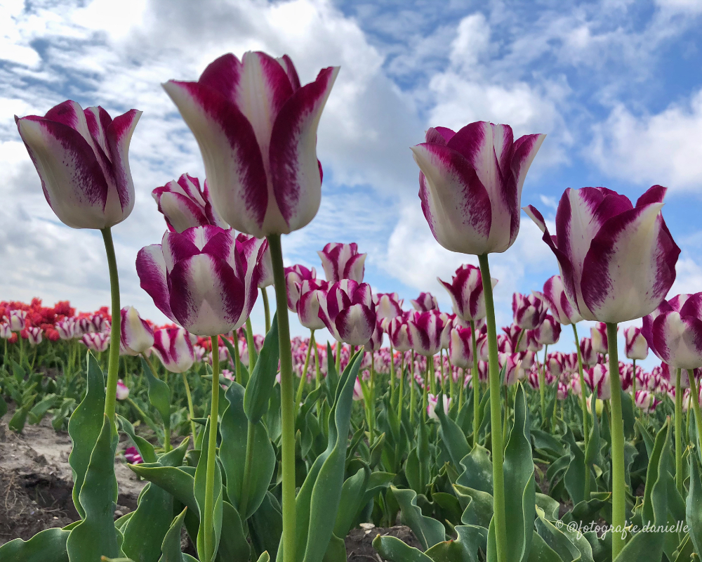 ©fotografie Daniëlle van der Ploeg tulips tulpen liggend 20