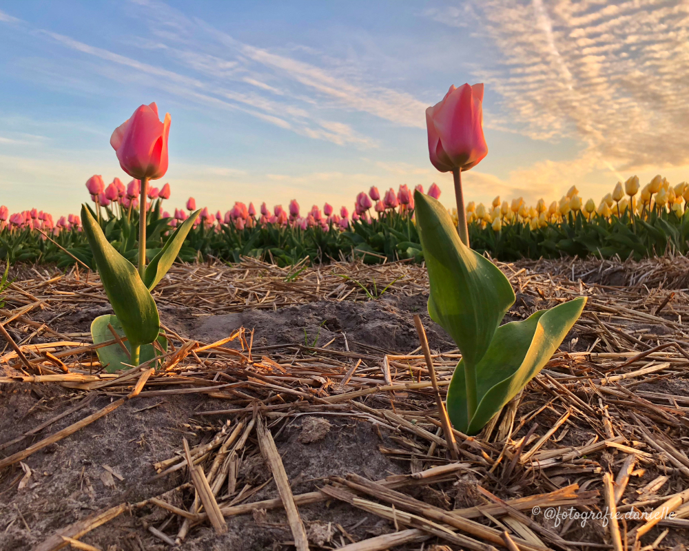 ©fotografie Daniëlle van der Ploeg tulips tulpen liggend 23