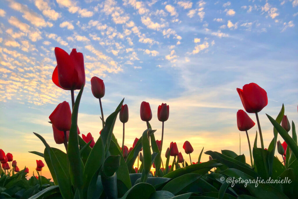 ©fotografie Daniëlle van der Ploeg tulips tulpen liggend 24