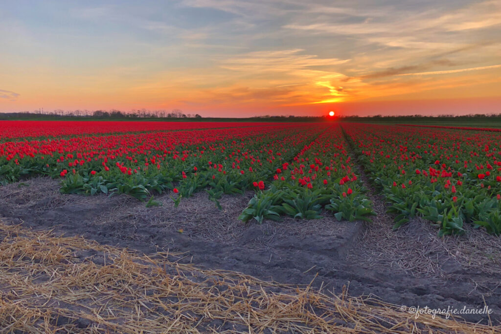 ©fotografie Daniëlle van der Ploeg tulips tulpen liggend 25