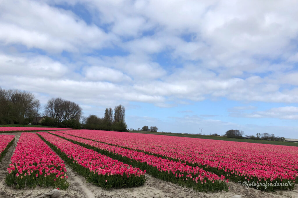 ©fotografie Daniëlle van der Ploeg tulips tulpen liggend 26