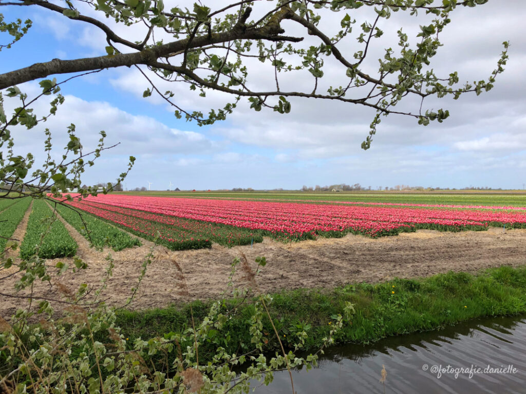 ©fotografie Daniëlle van der Ploeg tulips tulpen liggend 28