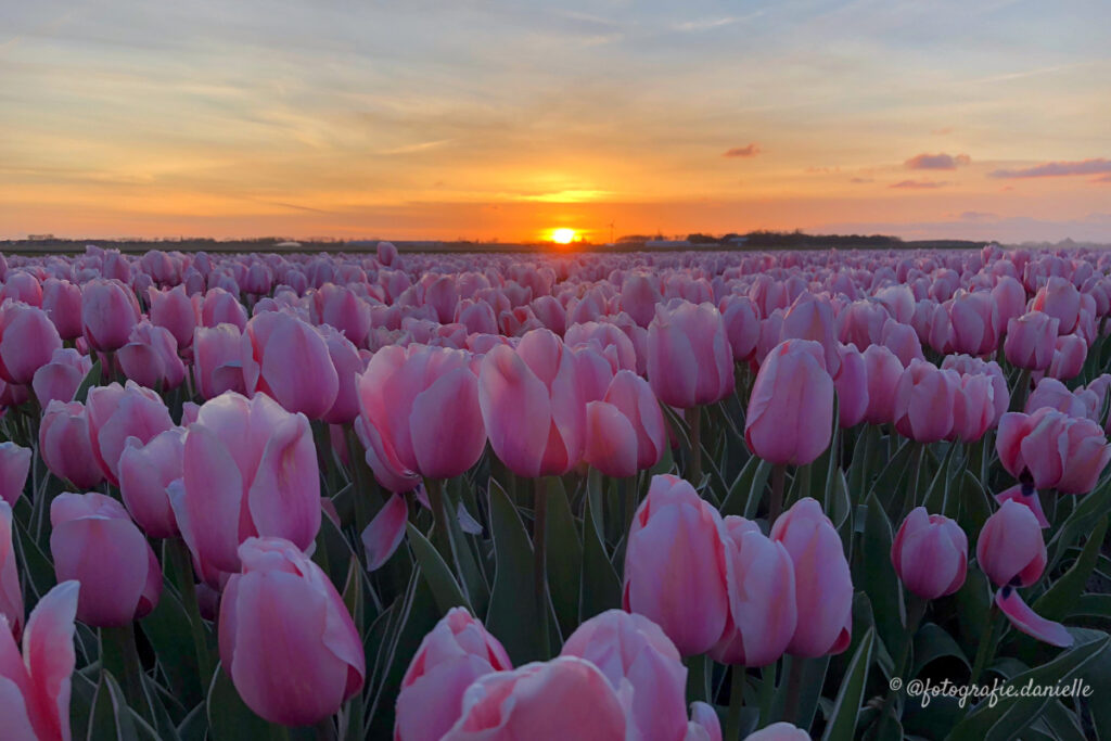 ©fotografie Daniëlle van der Ploeg tulips tulpen liggend 29