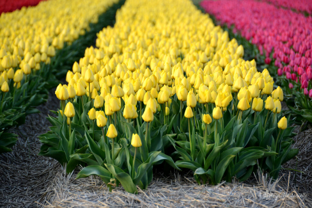 ©fotografie Daniëlle van der Ploeg tulips tulpen liggend 3