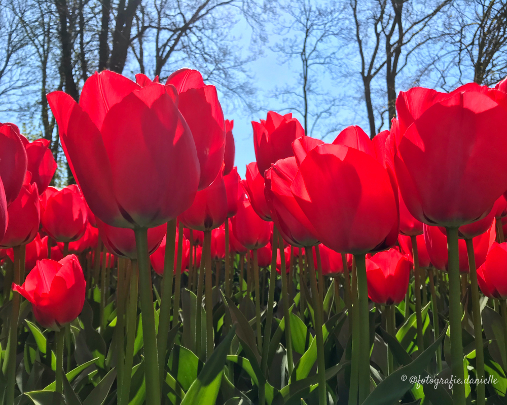 ©fotografie Daniëlle van der Ploeg tulips tulpen liggend 30