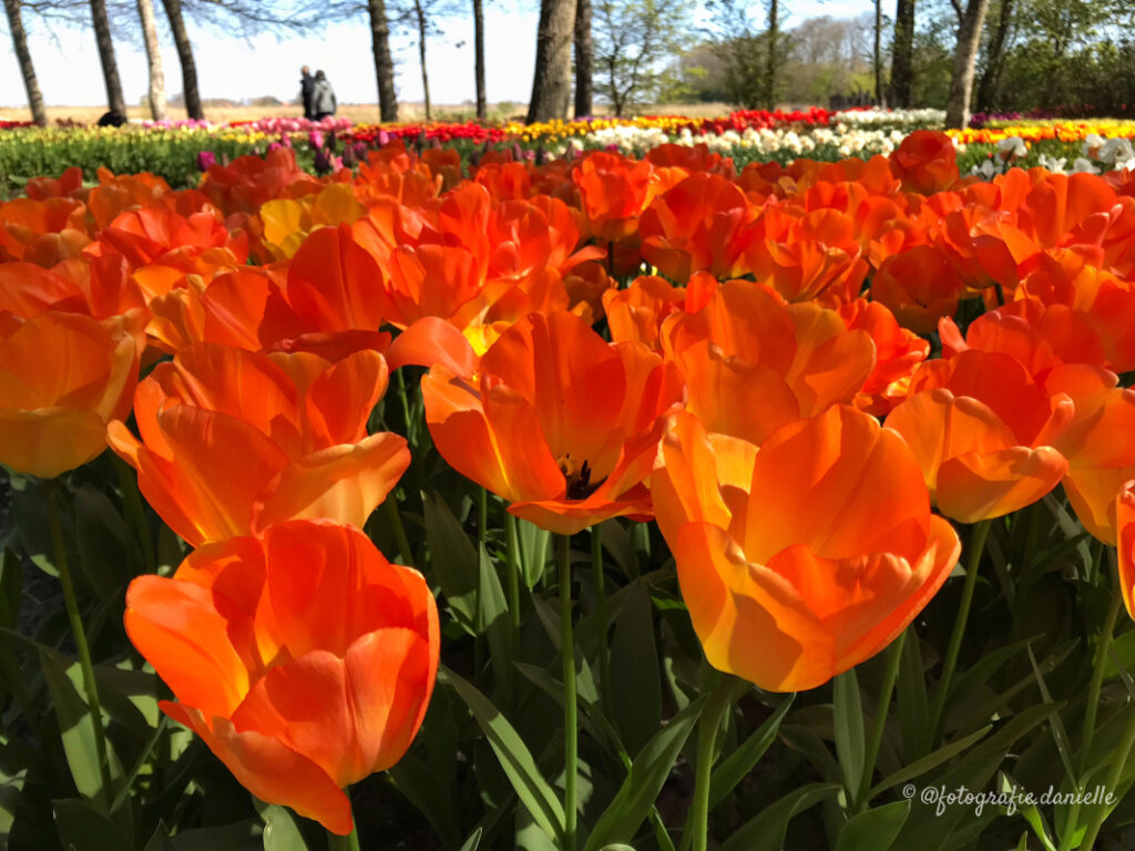 ©fotografie Daniëlle van der Ploeg tulips tulpen liggend 31