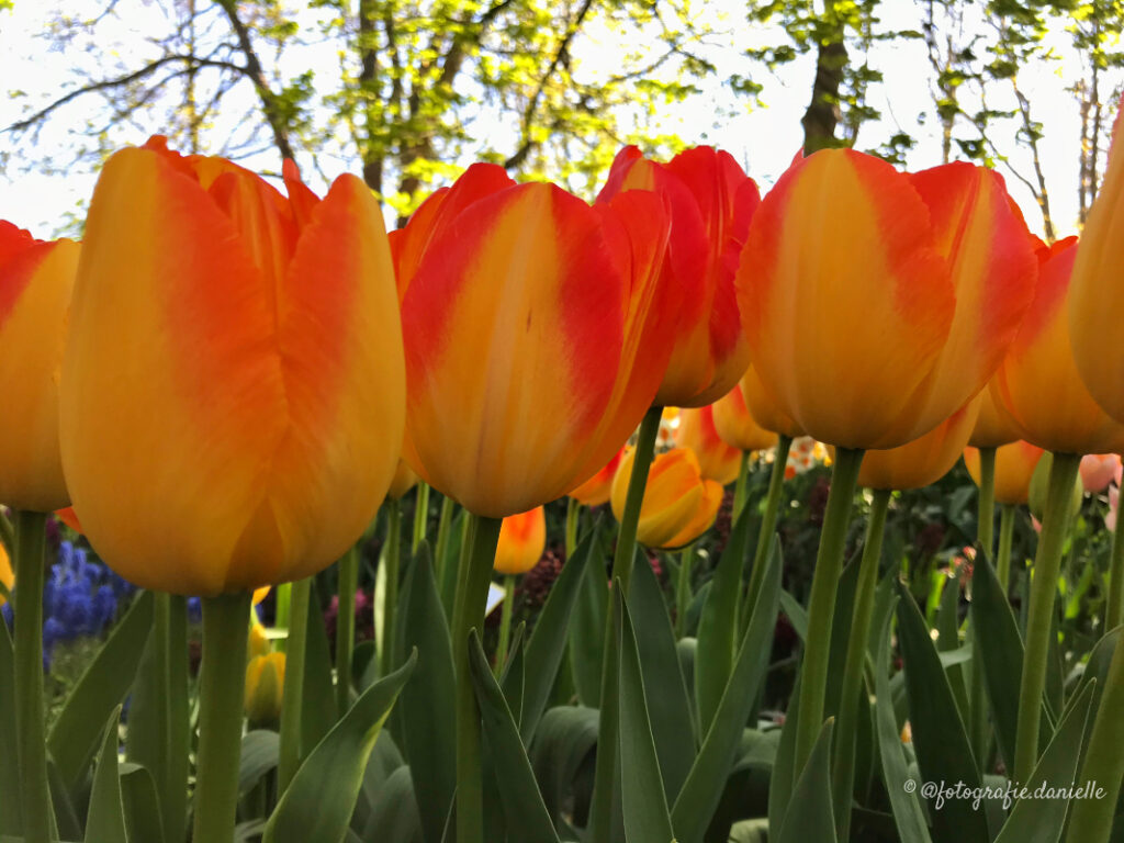 ©fotografie Daniëlle van der Ploeg tulips tulpen liggend 32