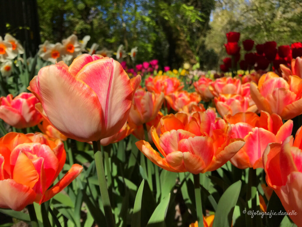 ©fotografie Daniëlle van der Ploeg tulips tulpen liggend 33