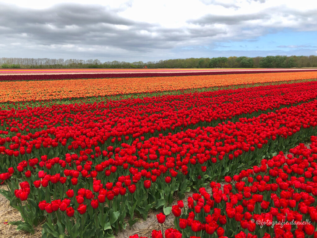 ©fotografie Daniëlle van der Ploeg tulips tulpen liggend 6