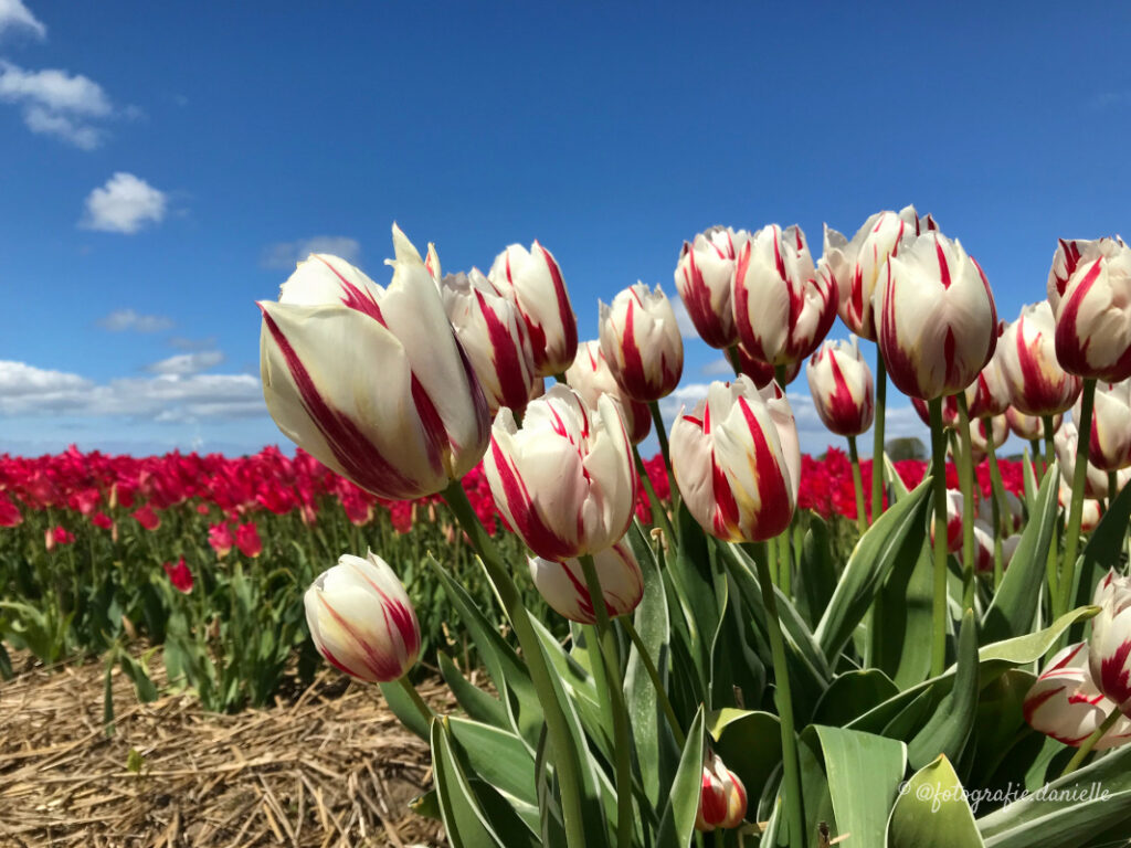 ©fotografie Daniëlle van der Ploeg tulips tulpen liggend 7