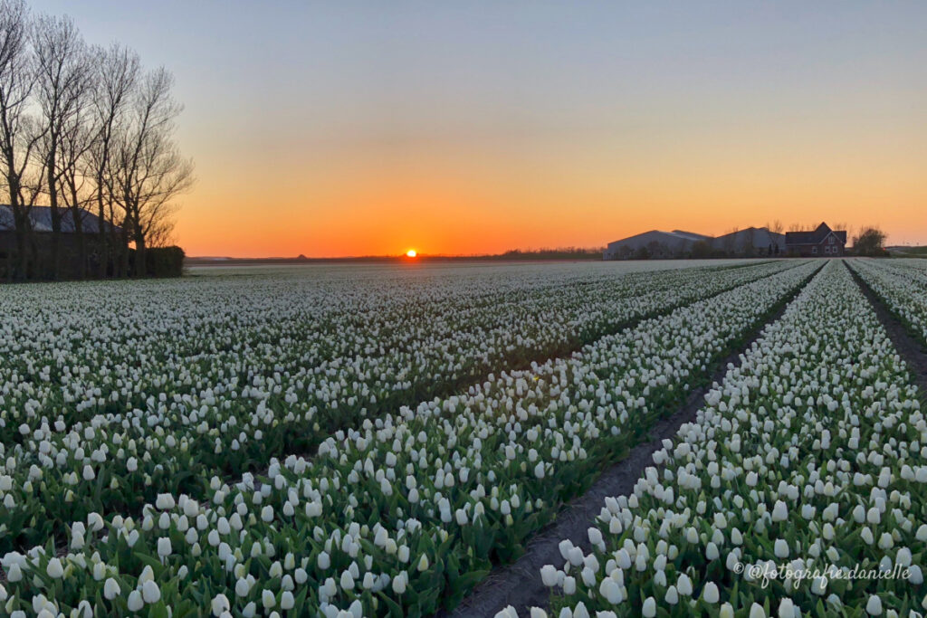 ©fotografie Daniëlle van der Ploeg tulips tulpen liggend 8