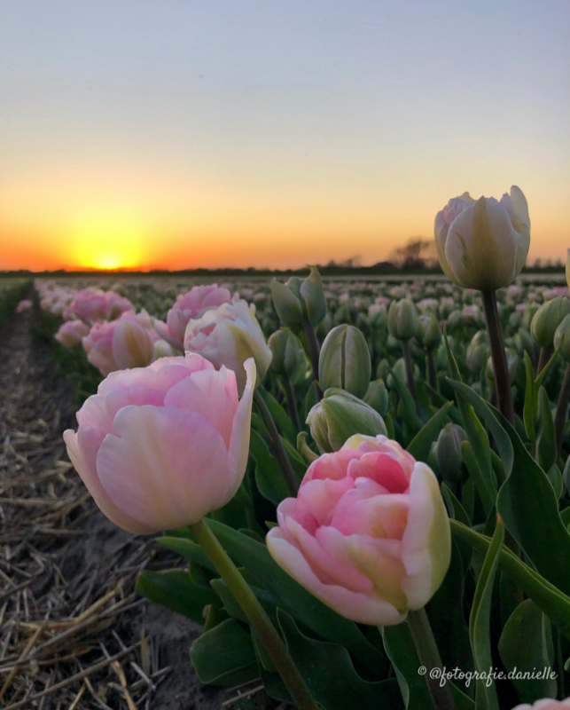 ©fotografie Daniëlle van der Ploeg tulips tulpen staand 1