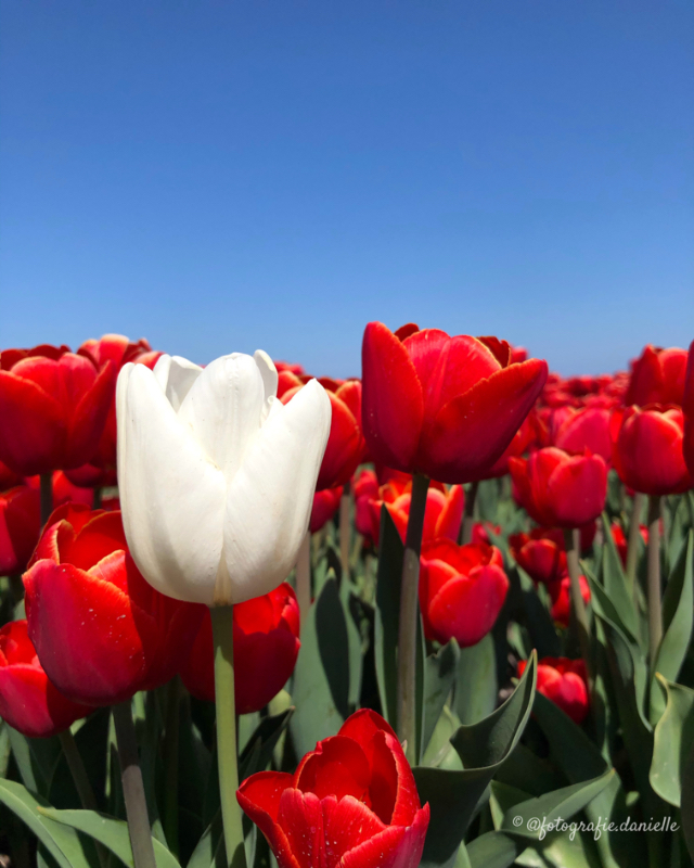 ©fotografie Daniëlle van der Ploeg tulips tulpen staand 10