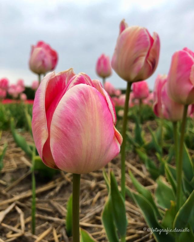 ©fotografie Daniëlle van der Ploeg tulips tulpen staand 11