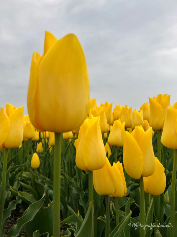 ©fotografie Daniëlle van der Ploeg tulips tulpen staand 12