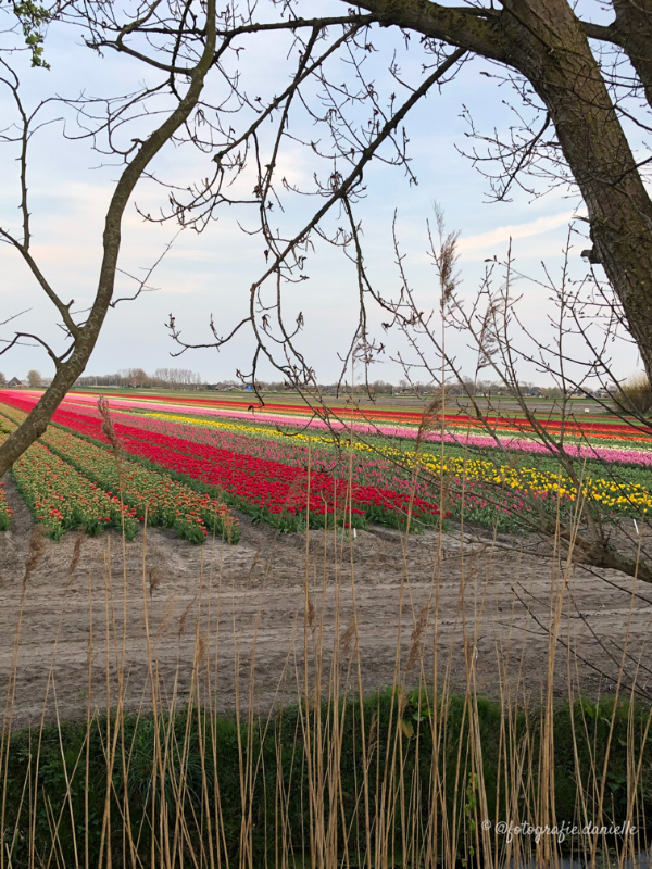 ©fotografie Daniëlle van der Ploeg tulips tulpen staand 16