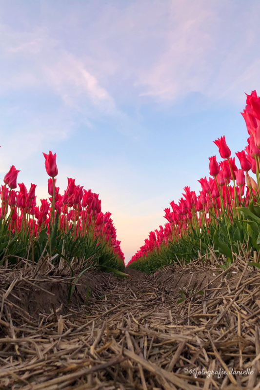 ©fotografie Daniëlle van der Ploeg tulips tulpen staand 18