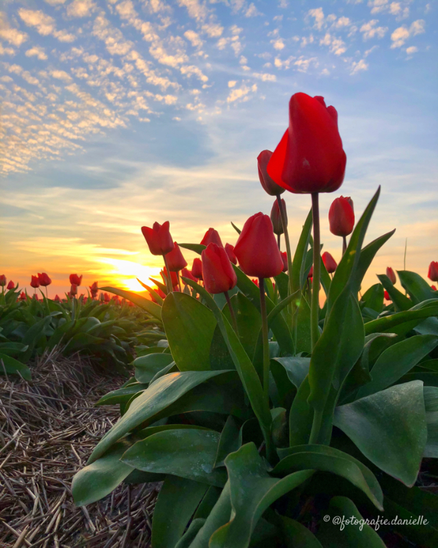 ©fotografie Daniëlle van der Ploeg tulips tulpen staand 19