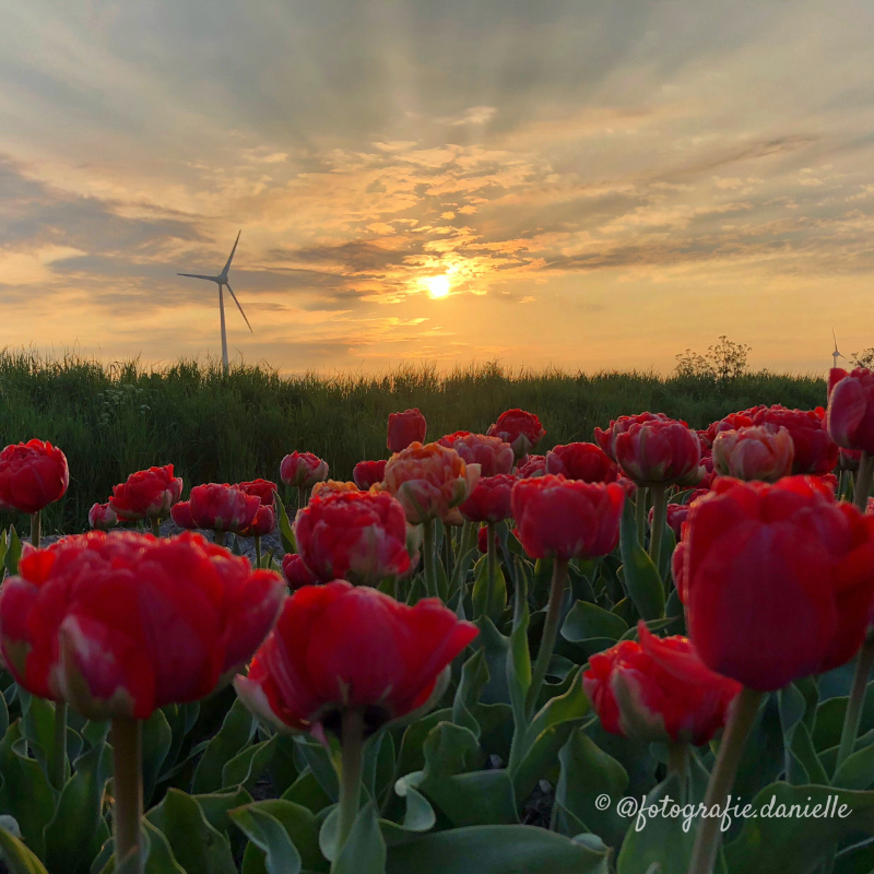 ©fotografie Daniëlle van der Ploeg tulips tulpen staand 2