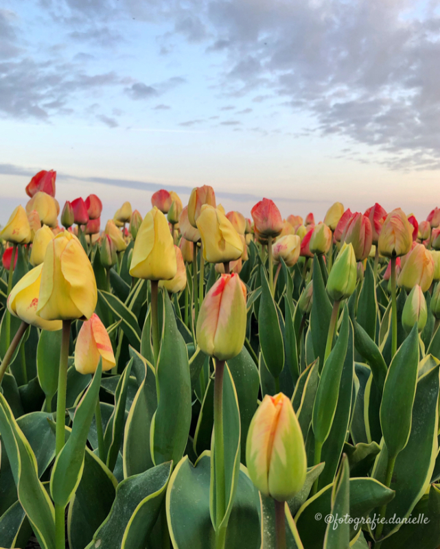 ©fotografie Daniëlle van der Ploeg tulips tulpen staand 3
