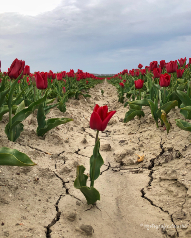 ©fotografie Daniëlle van der Ploeg tulips tulpen staand 4