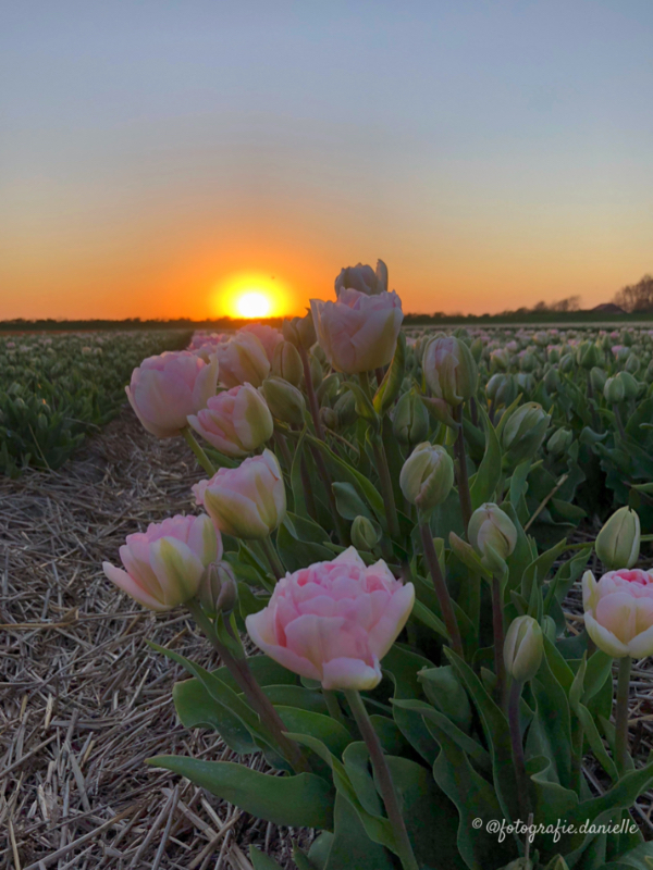 ©fotografie Daniëlle van der Ploeg tulips tulpen staand 8