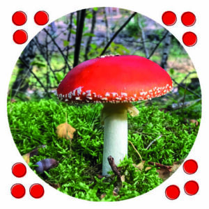 ansichtkaart paddenstoel