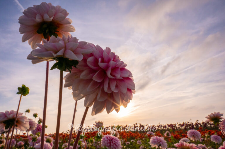 dahlia's peter komen-03