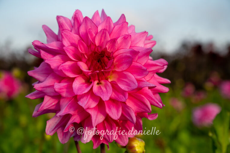 dahlia's peter komen-06