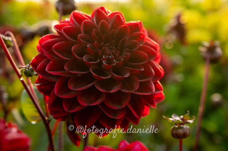 dahlia's peter komen-09