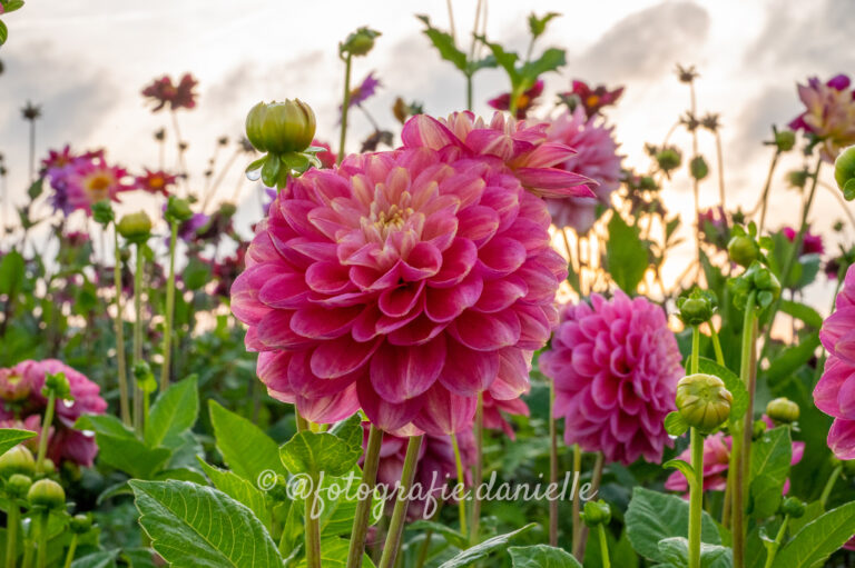 dahlia's peter komen-15
