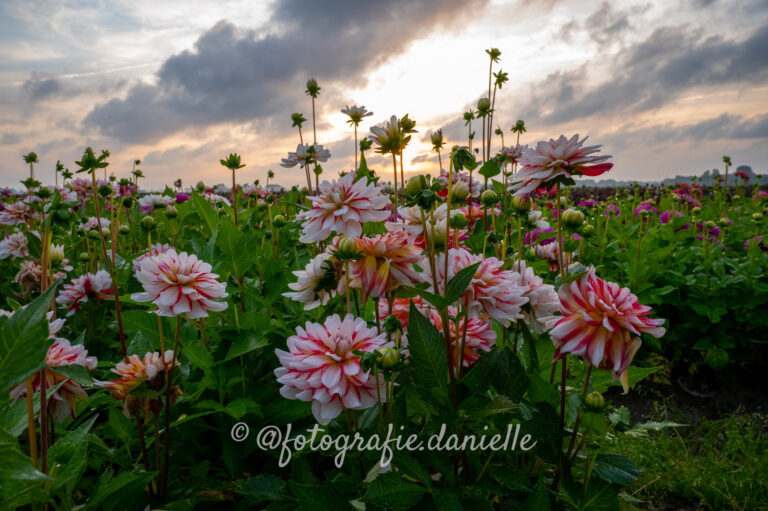 dahlia's peter komen-18