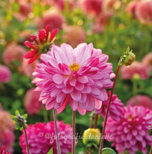 kaart dahlia in the middle