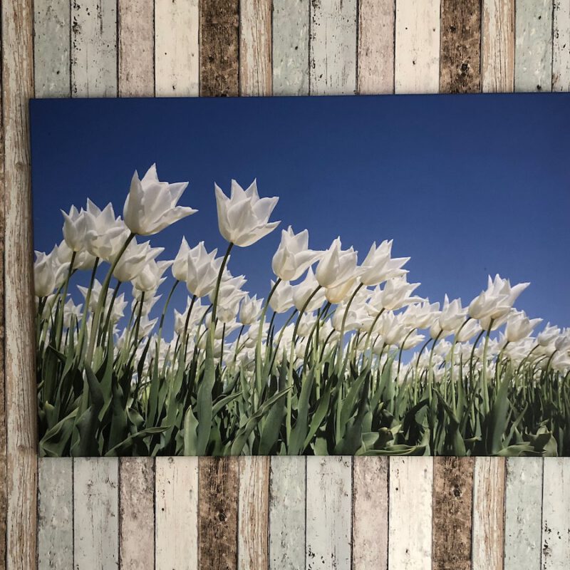 witte tulpen blauw lucht