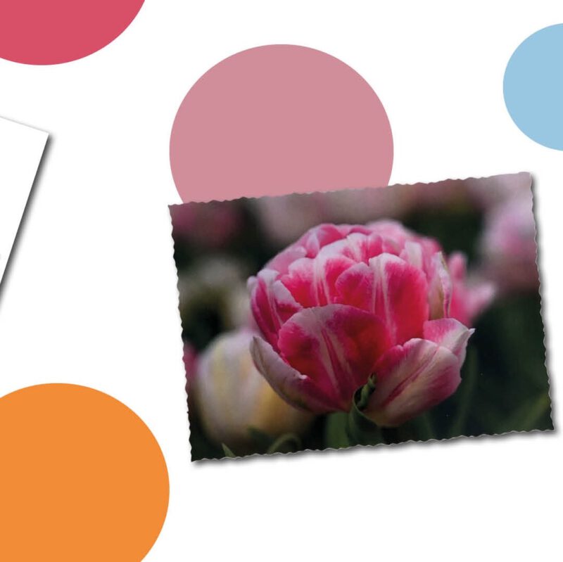 lente in een doosje roze tulp